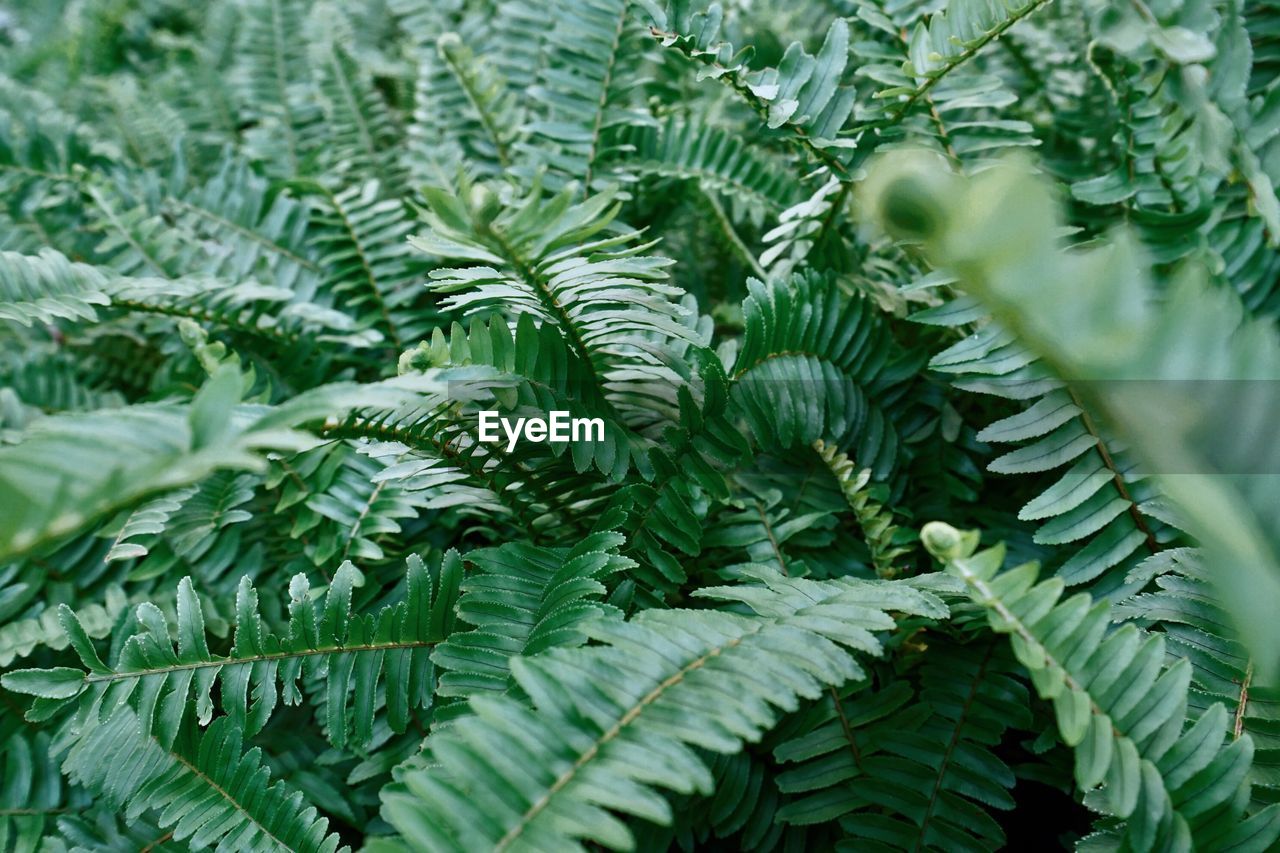 CLOSE-UP OF PINE TREE LEAVES