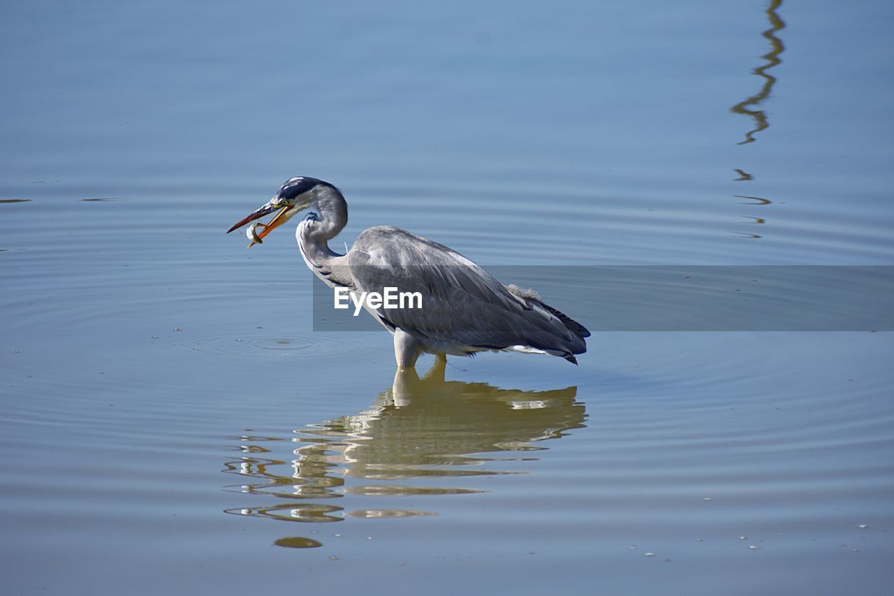 BIRD ON A LAKE