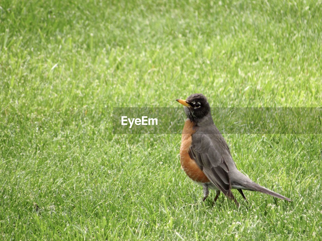 An american robin bird in grass 