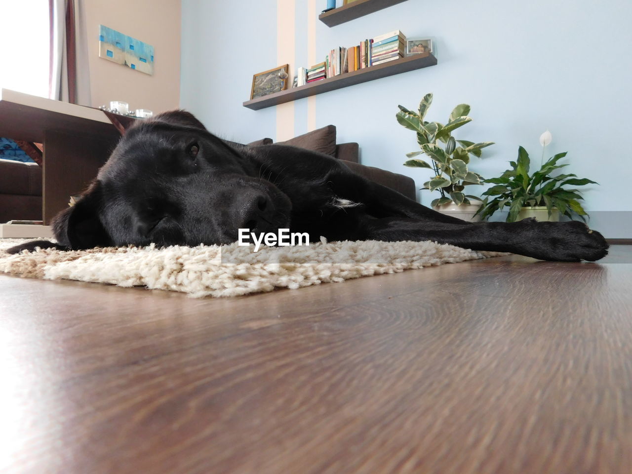 Close-up of dog resting on carpet in home