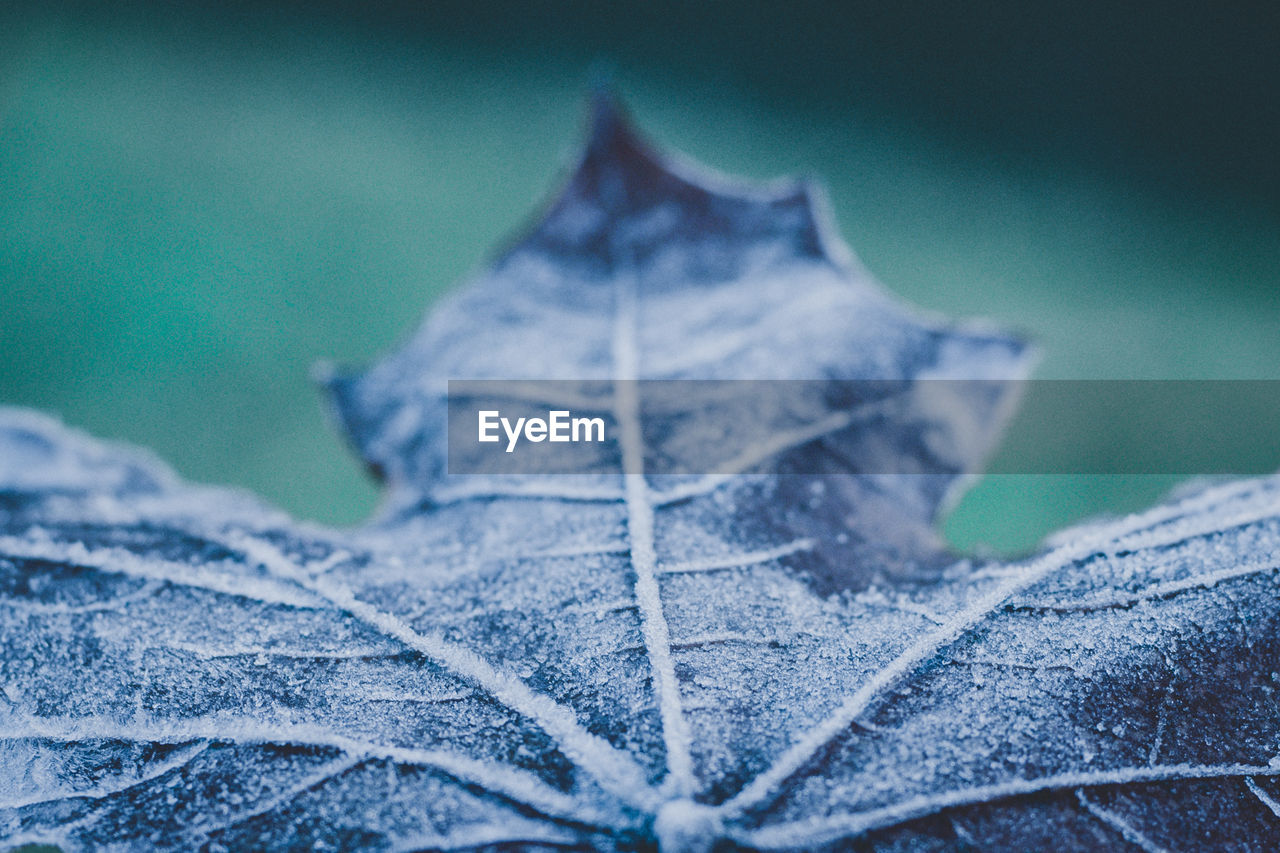 CLOSE-UP OF DRY LEAF ON SNOW COVERED PLANT