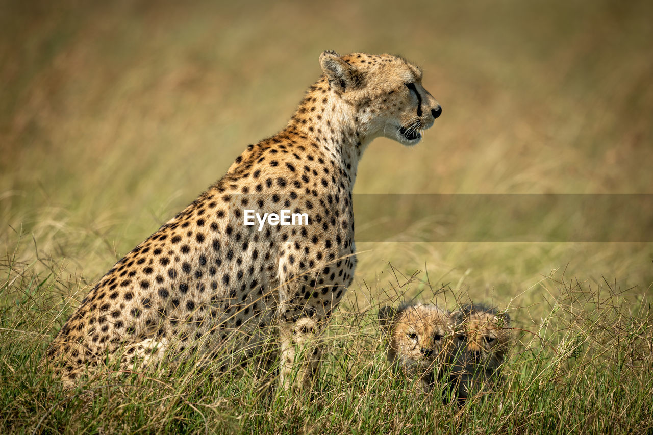 Cheetah with cubs on grass