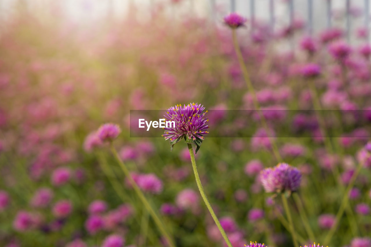 flower, flowering plant, plant, freshness, beauty in nature, nature, purple, pink, fragility, close-up, growth, medicine, focus on foreground, no people, meadow, herb, flower head, botany, herbal medicine, inflorescence, prairie, field, summer, blossom, selective focus, outdoors, land, food, garden, environment, food and drink, day, flowerbed, healthcare and medicine, ornamental garden, springtime, lavender, landscape, tranquility, petal, wildflower, magenta, multi colored