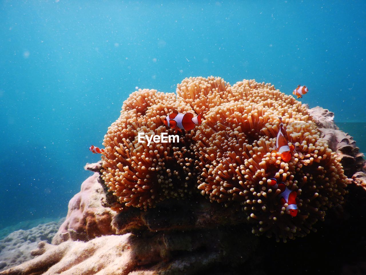 Close-up of coral in sea