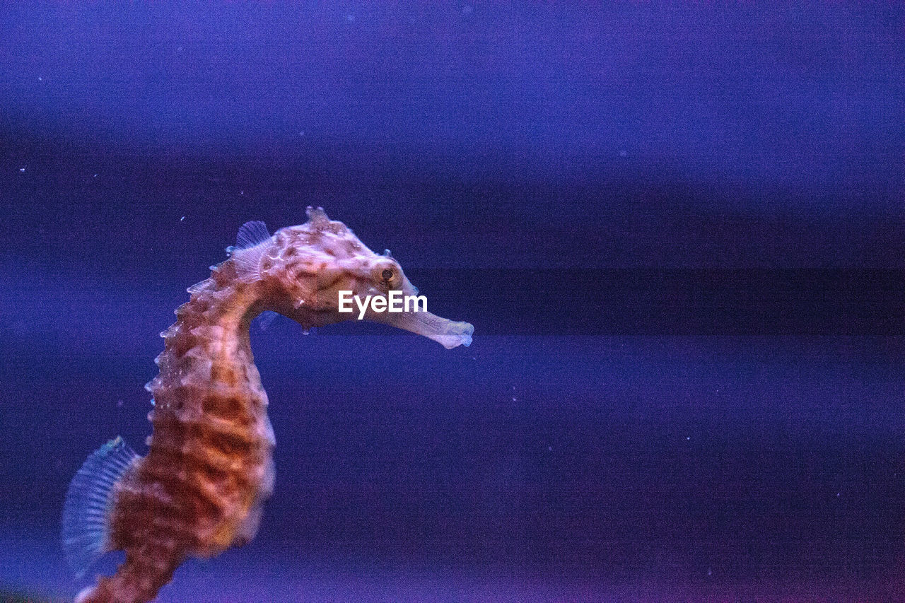 Close-up of sea horse swimming in sea