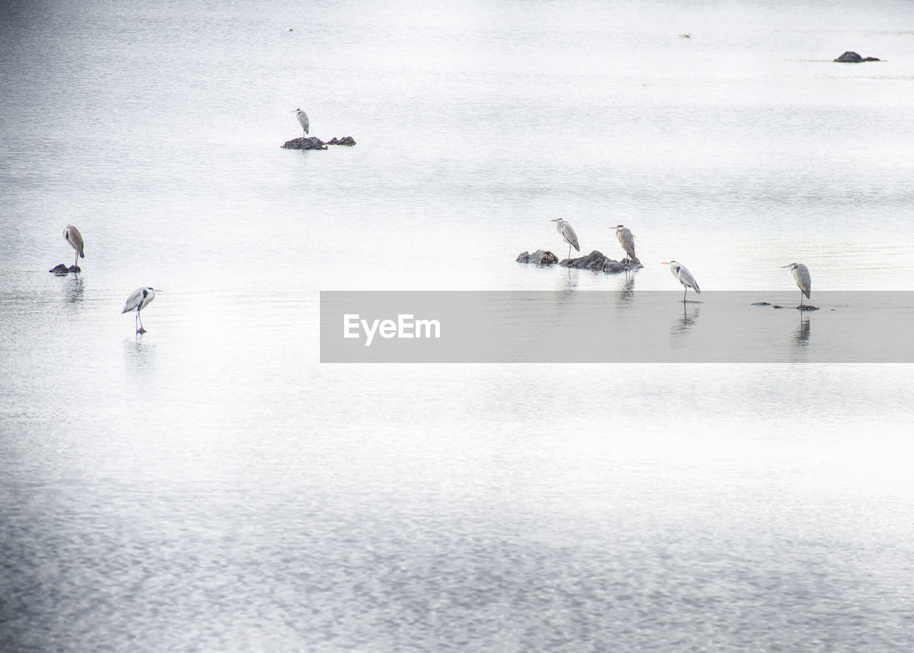 Flock of birds resting in water