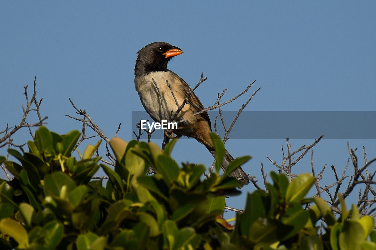 Low angle view of bird perching on tree against clear sky