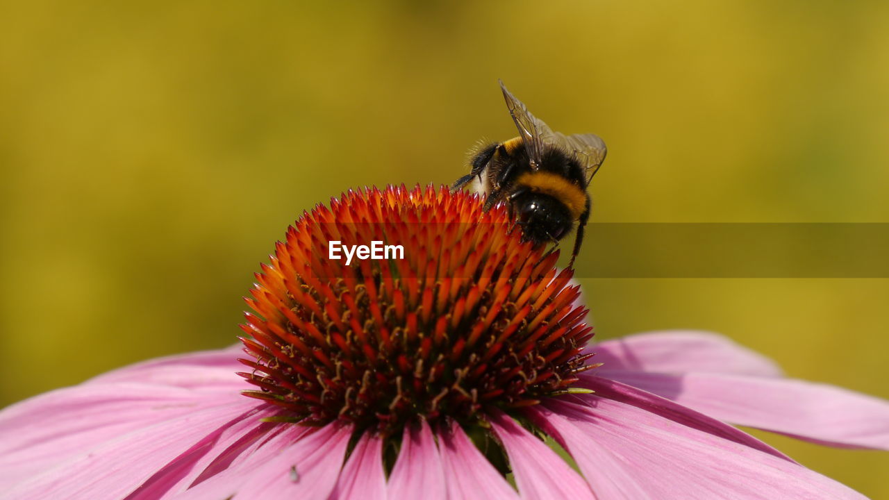 Close-up of bumblebee on coneflower