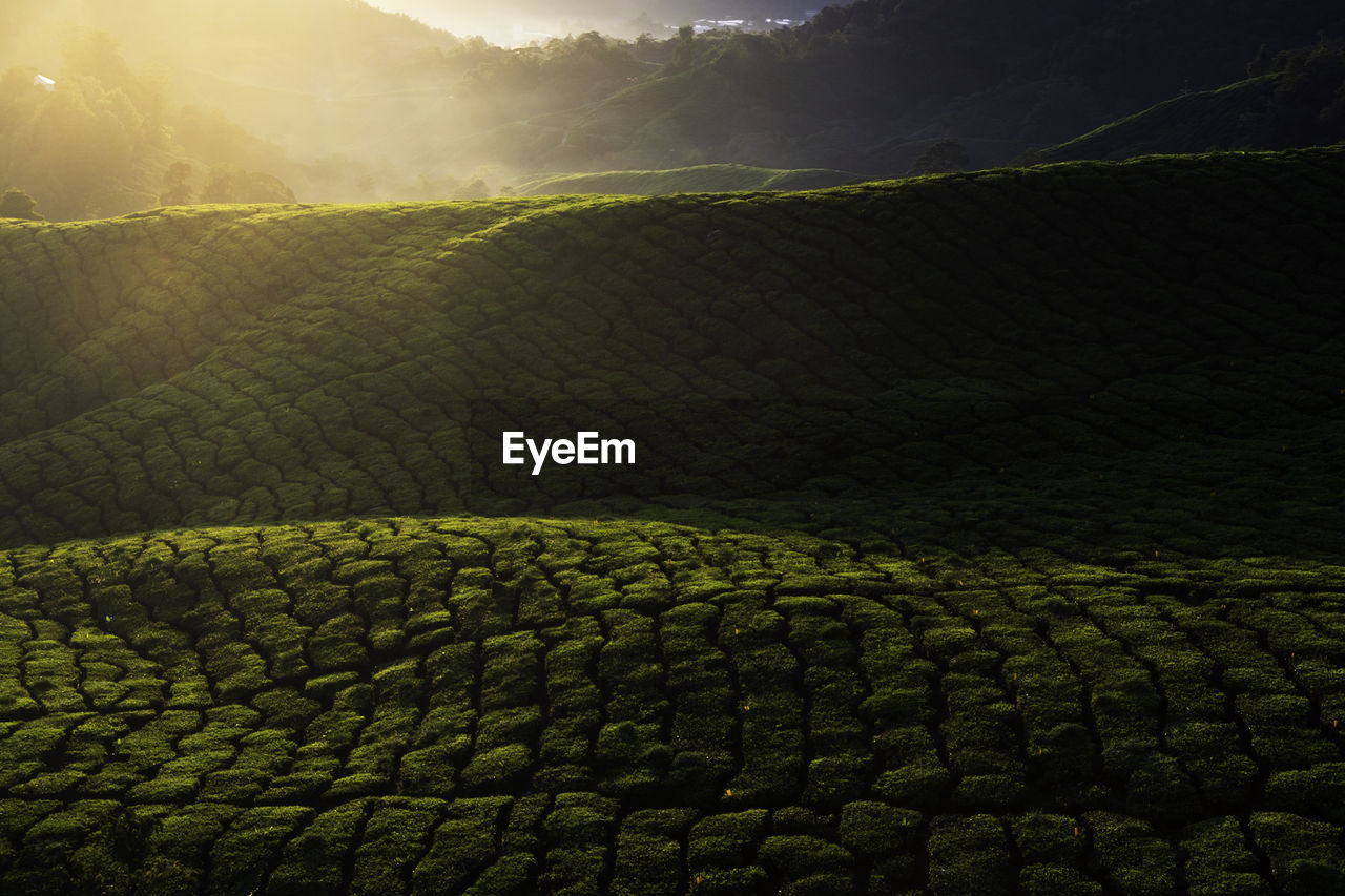 Full frame shot of agricultural field