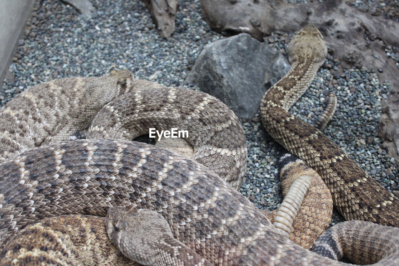 Close-up of rattlesnakes