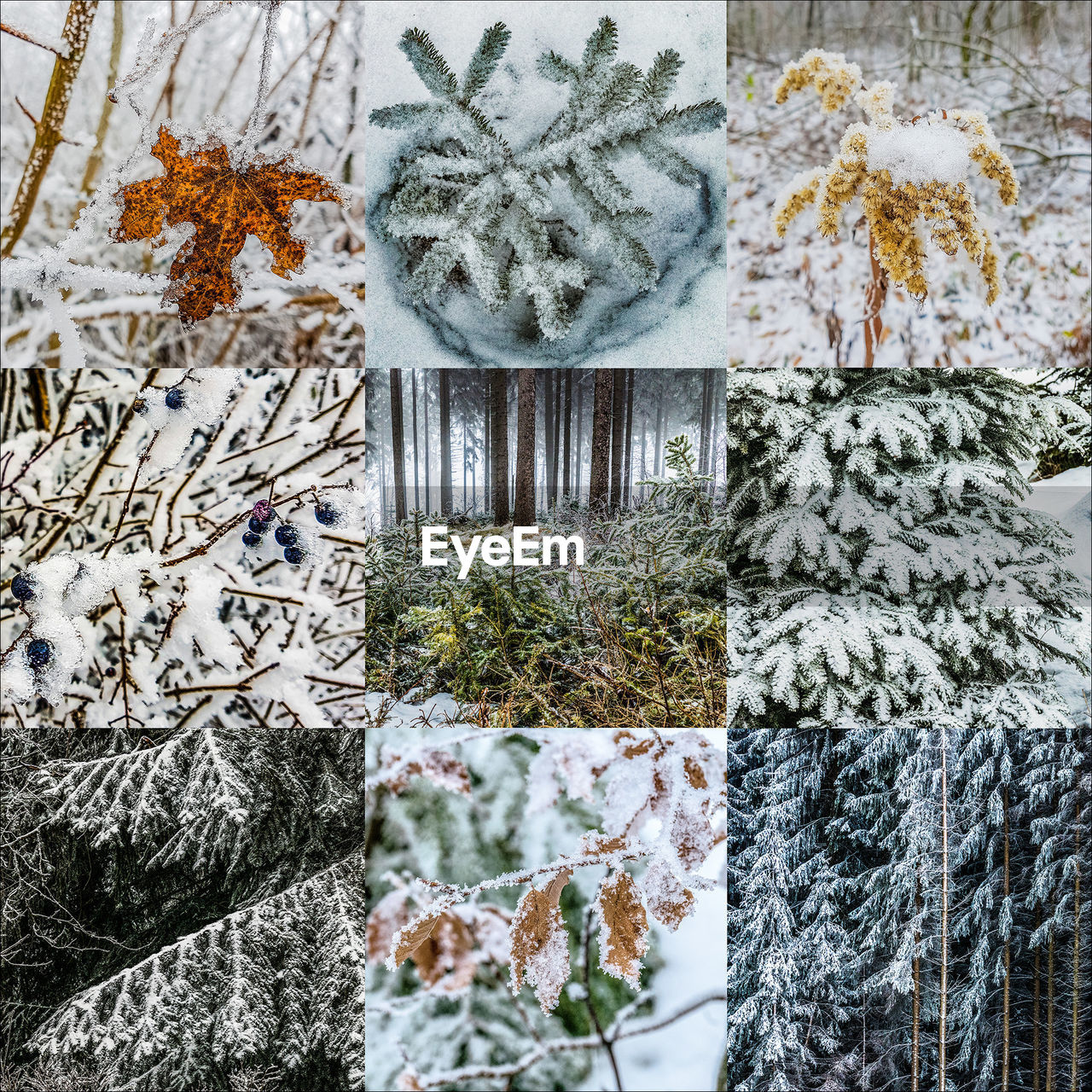 CLOSE-UP OF PLANTS ON SNOW COVERED TREE