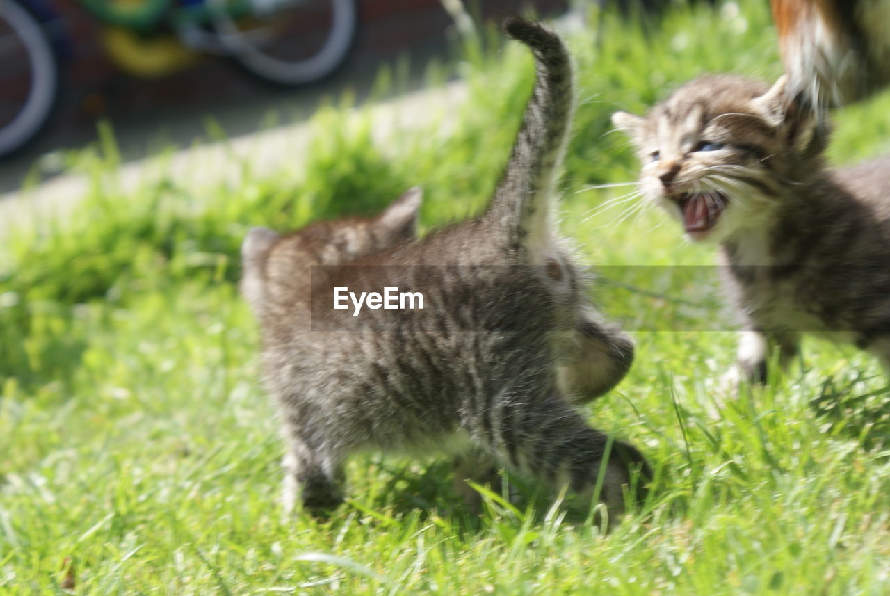 View of two cats on grass