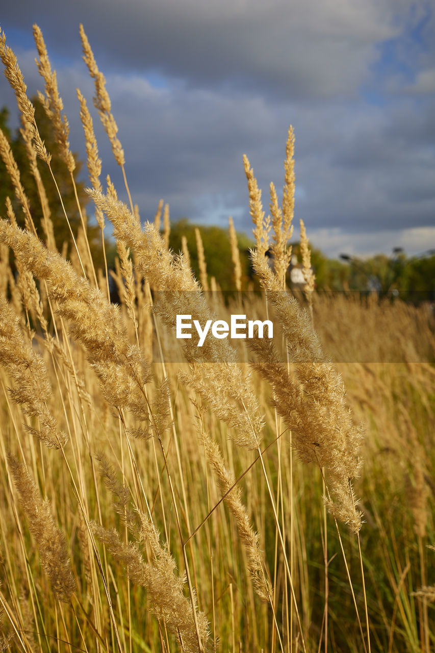 plant, field, grass, land, landscape, sky, cloud, growth, agriculture, cereal plant, crop, rural scene, nature, prairie, environment, food, beauty in nature, grassland, no people, wheat, farm, scenics - nature, tranquility, day, barley, outdoors, focus on foreground, tranquil scene, rye, close-up, meadow, non-urban scene