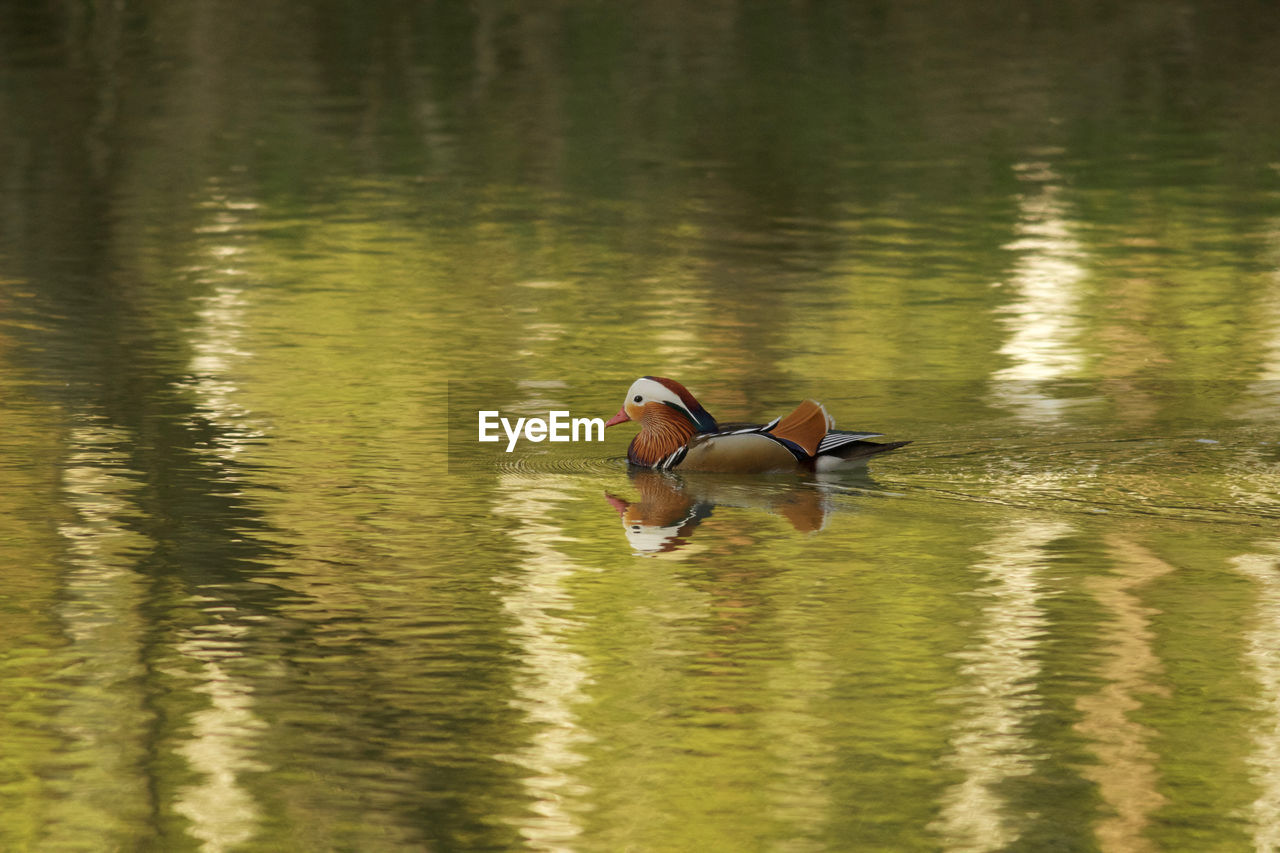 DUCK SWIMMING IN LAKE