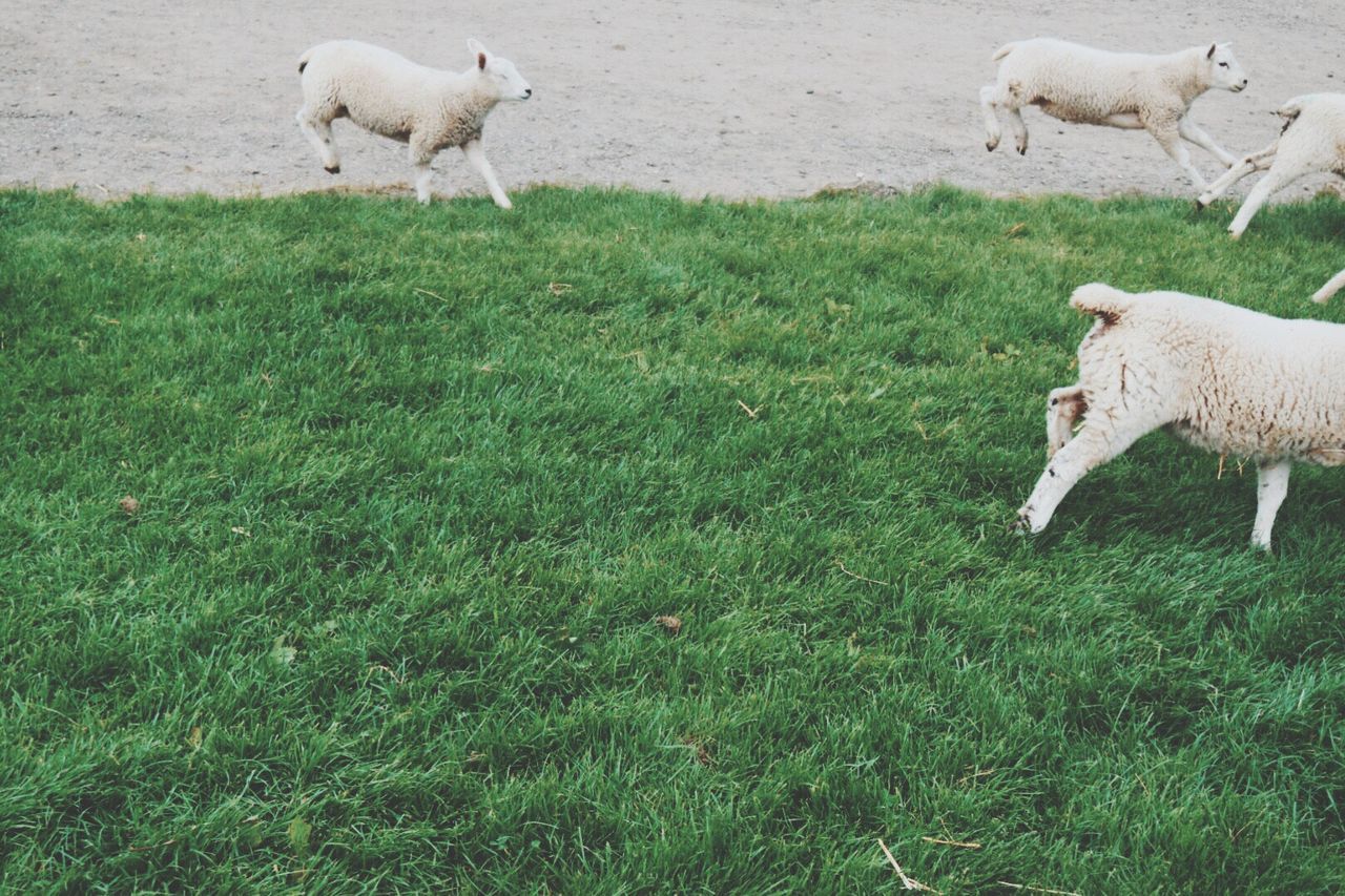 Sheep on grassland