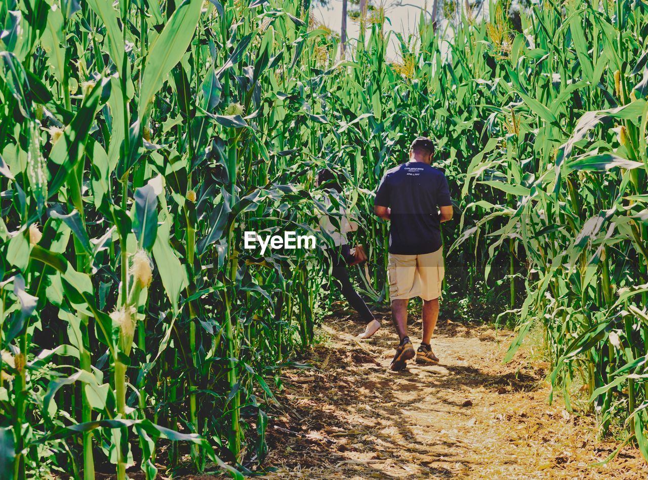 FULL LENGTH REAR VIEW OF MAN WALKING IN FIELD