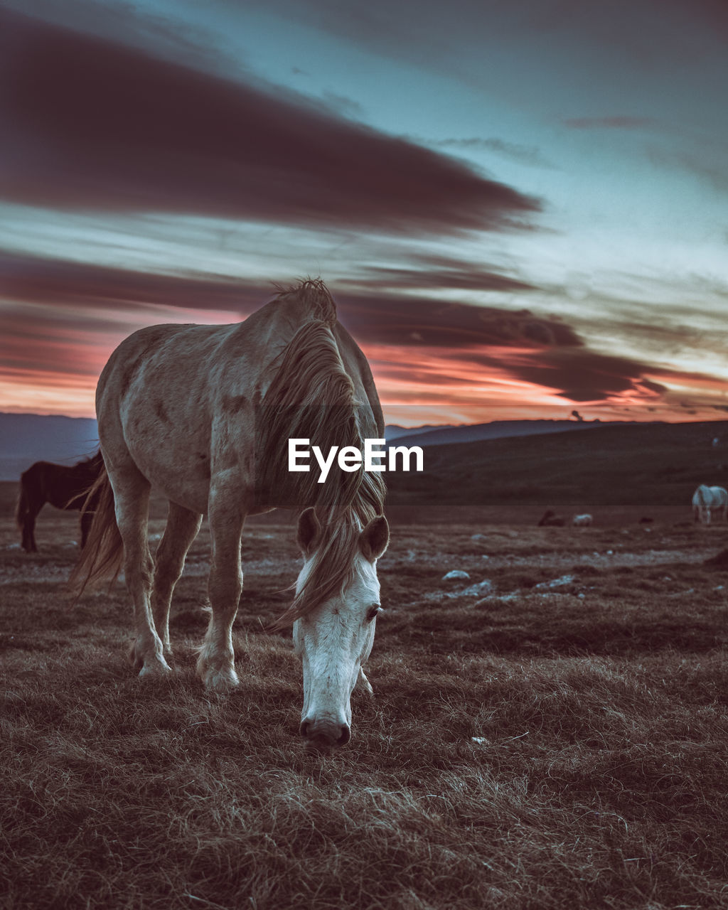 The horse does not know what kind of sunset it misses behind