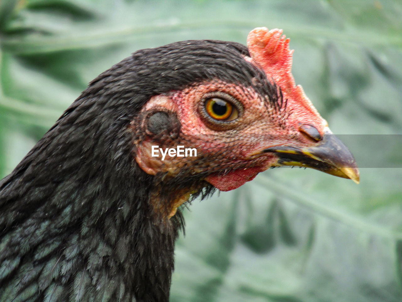 CLOSE-UP OF A PEACOCK