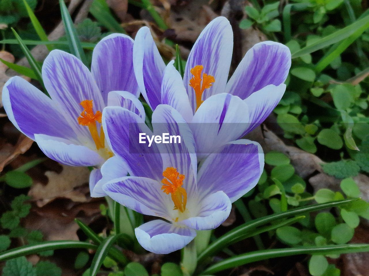 flower, flowering plant, plant, freshness, beauty in nature, crocus, growth, purple, petal, fragility, close-up, flower head, inflorescence, nature, iris, pollen, wildflower, leaf, botany, plant part, no people, blossom, day, springtime, outdoors, land, focus on foreground, stamen