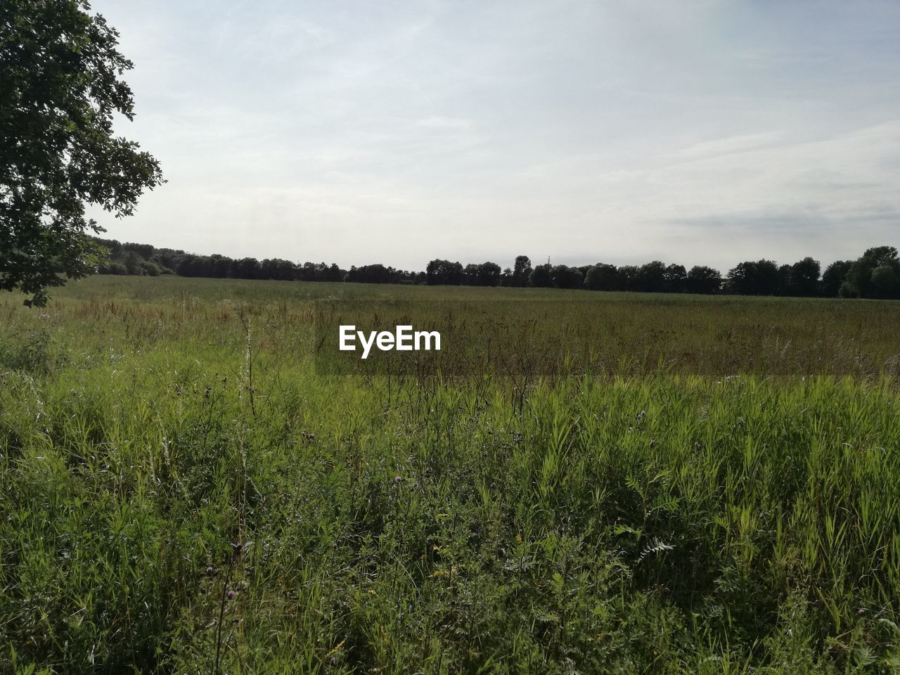 SCENIC VIEW OF FARM FIELD AGAINST SKY