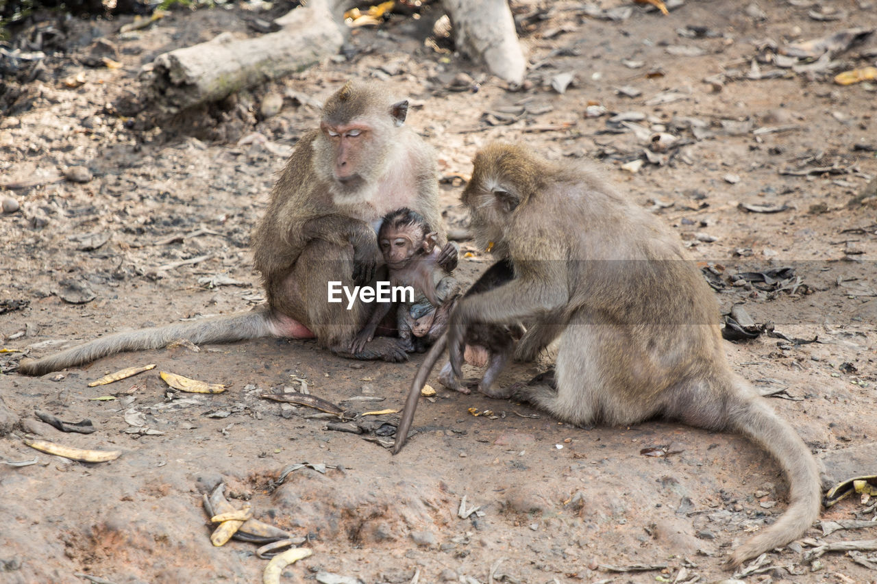 Long-tailed macaques with infants on field at zoo
