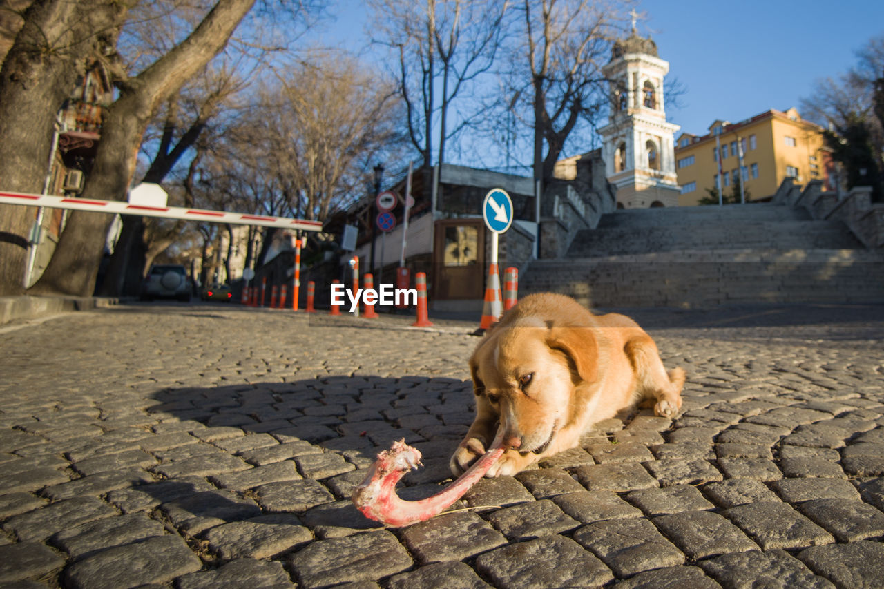 Low angle view of a a brown stray dog chewing a big bone, outside on a paved street.