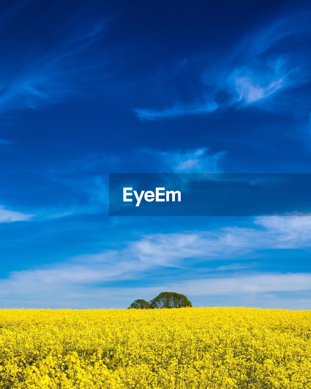 Scenic view of oilseed rape field against sky