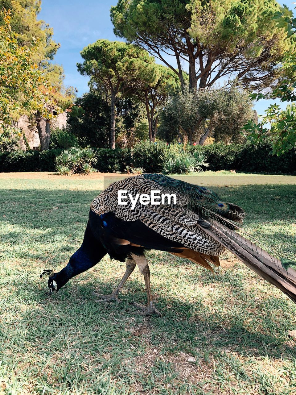 SIDE VIEW OF A BIRD ON A LAND