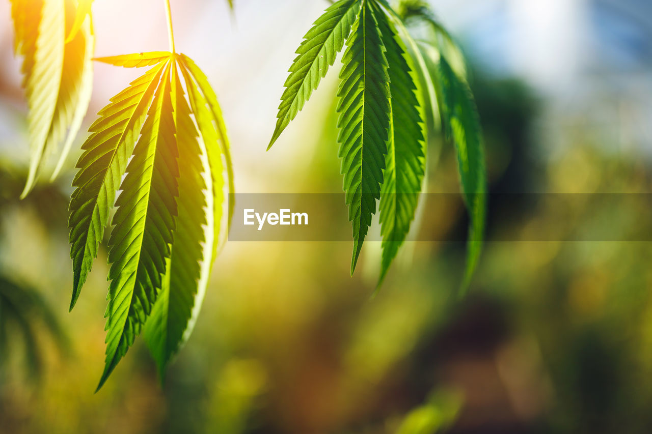 Young leaf of marijuana plant detail at sunset.