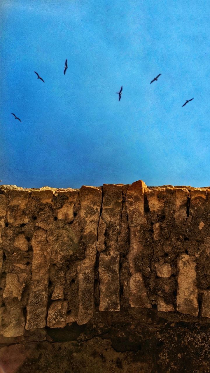 LOW ANGLE VIEW OF BIRDS AGAINST CLEAR SKY