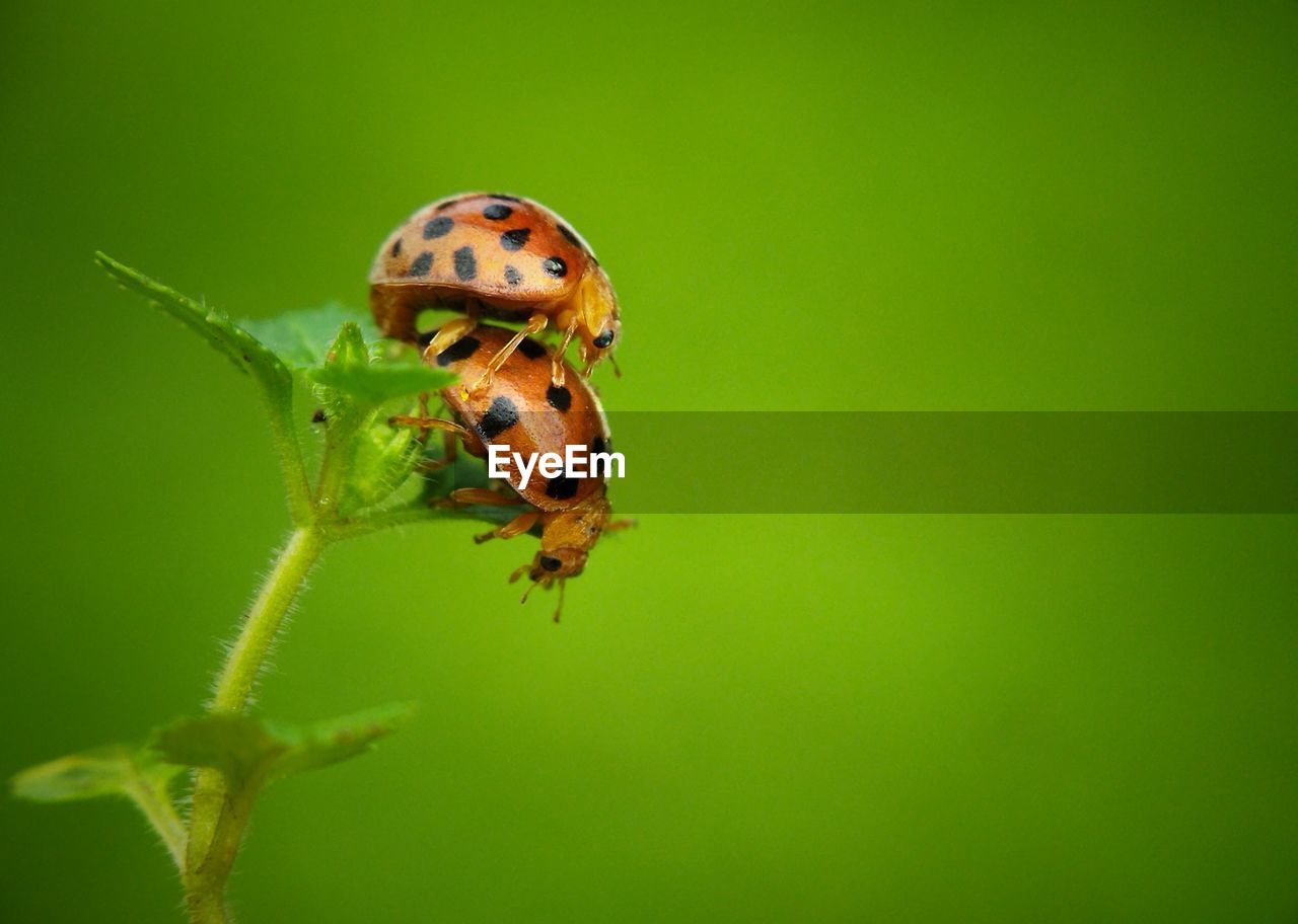 animal themes, animal, insect, animal wildlife, one animal, wildlife, macro photography, green, close-up, ladybug, nature, no people, beetle, macro, plant, green background, beauty in nature, animal body part, leaf, focus on foreground, flower, outdoors, yellow, colored background, plant part