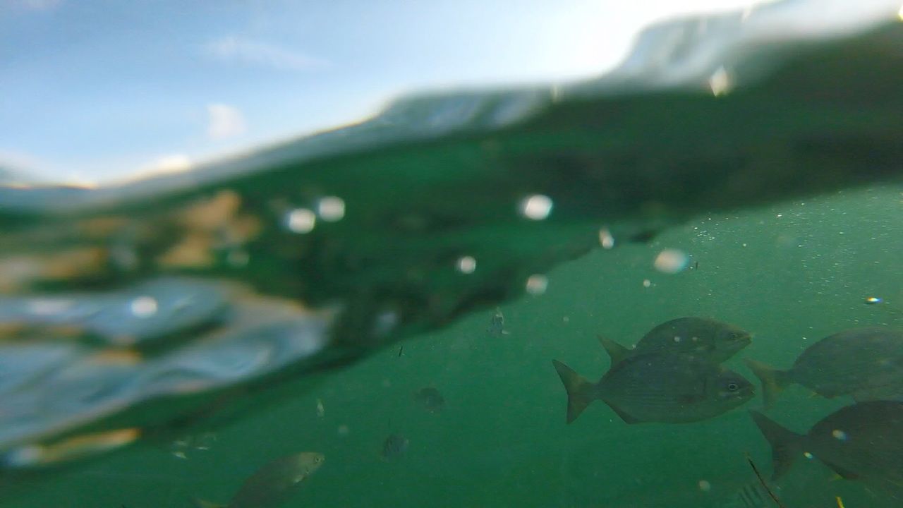 CLOSE-UP OF FISH IN WATER