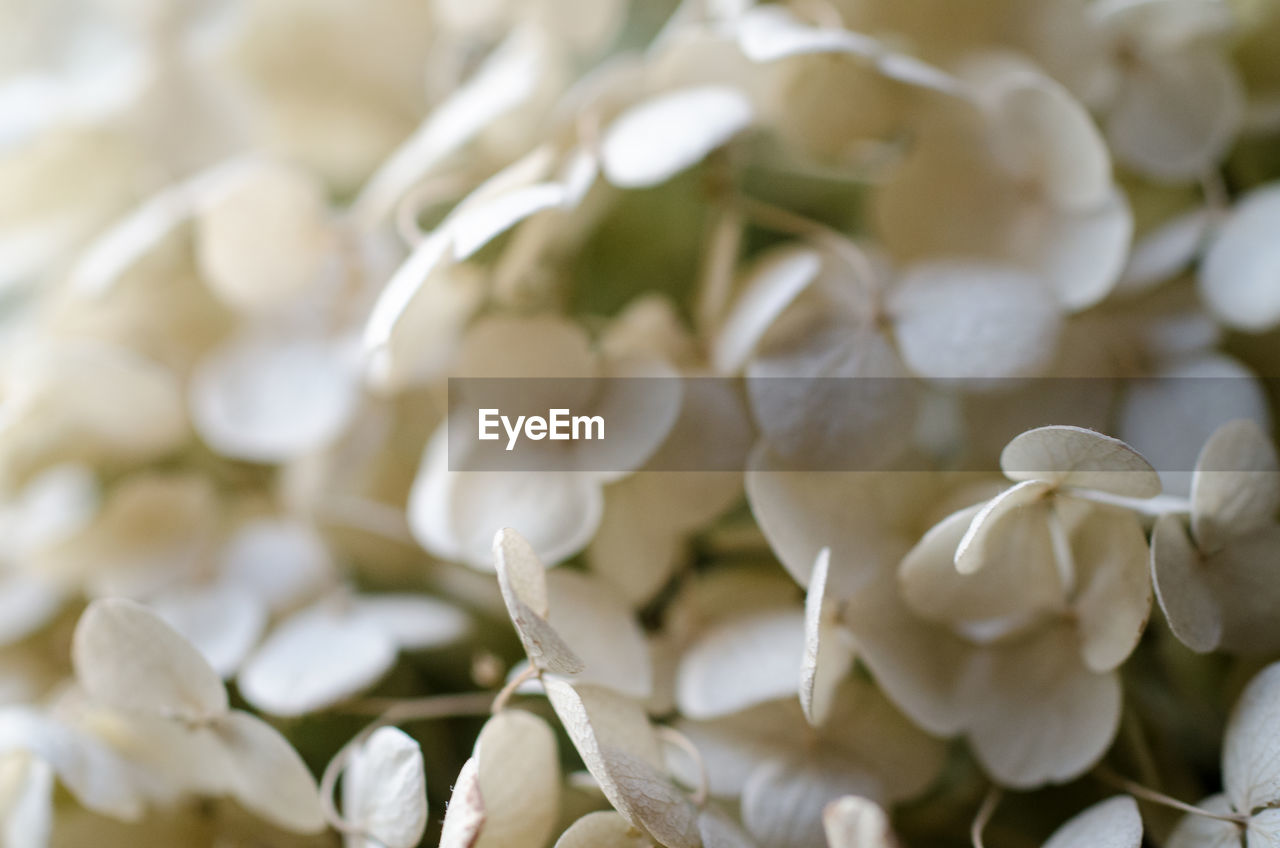 FULL FRAME SHOT OF WHITE FLOWERING PLANT