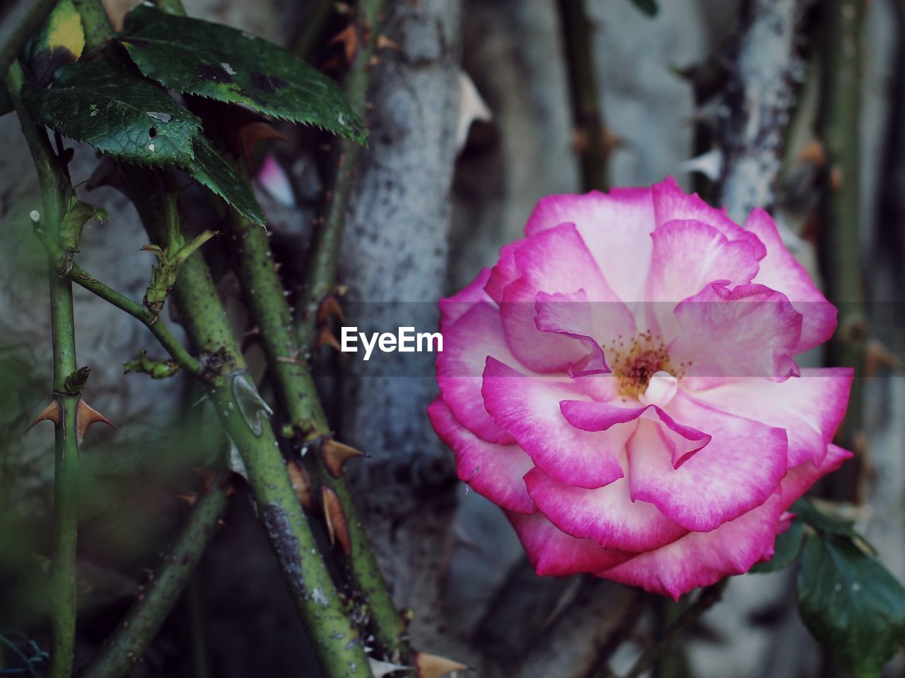 Close-up of pink flower blooming outdoors