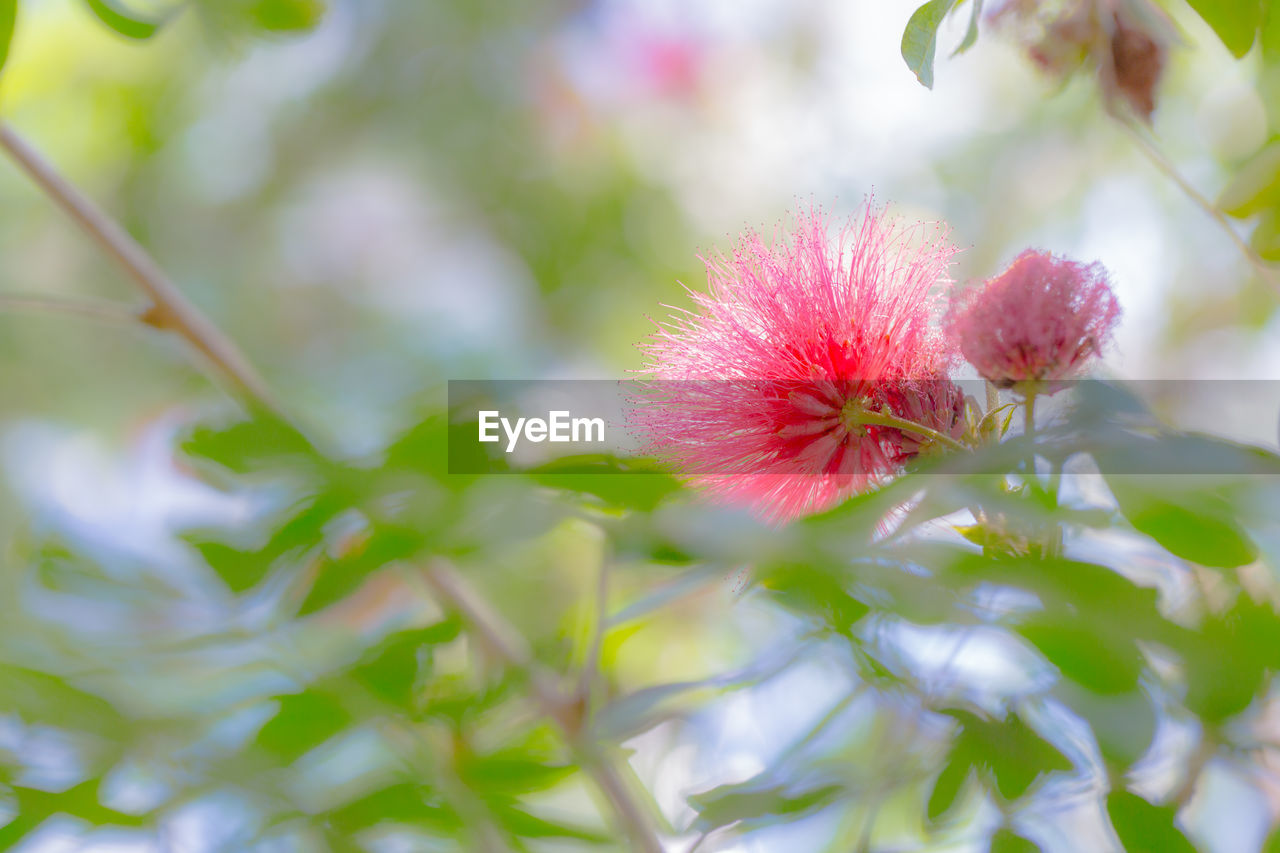 plant, flower, flowering plant, blossom, freshness, beauty in nature, nature, close-up, fragility, macro photography, growth, tree, petal, no people, selective focus, springtime, green, branch, outdoors, plant part, summer, leaf, pink, flower head, defocused, environment, inflorescence, wildflower, food and drink, food, red, day, focus on foreground, botany, sunlight, social issues, multi colored