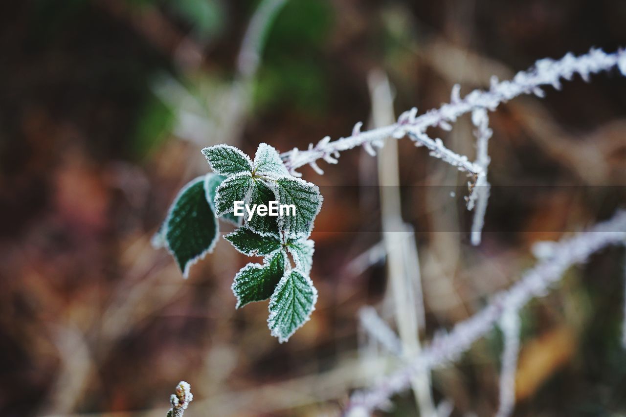 Close-up of frozen plant