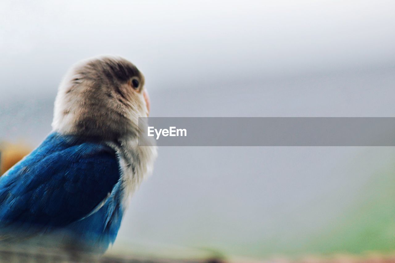 Close-up of a bird looking away