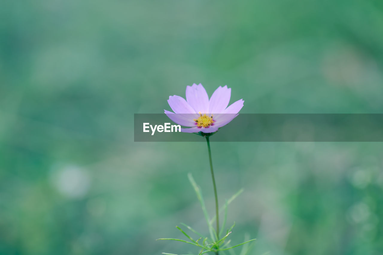 flower, flowering plant, plant, freshness, beauty in nature, fragility, flower head, petal, close-up, nature, inflorescence, growth, green, grass, focus on foreground, macro photography, garden cosmos, meadow, wildflower, no people, pink, cosmos, pollen, day, outdoors, springtime, blossom, botany, field, plant stem, cosmos flower, selective focus, daisy