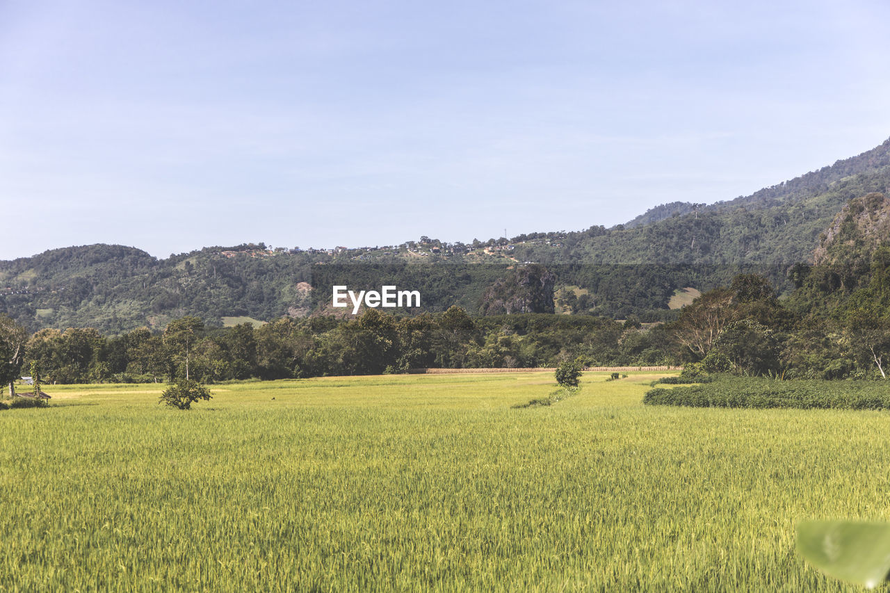 Scenic view of field against sky
