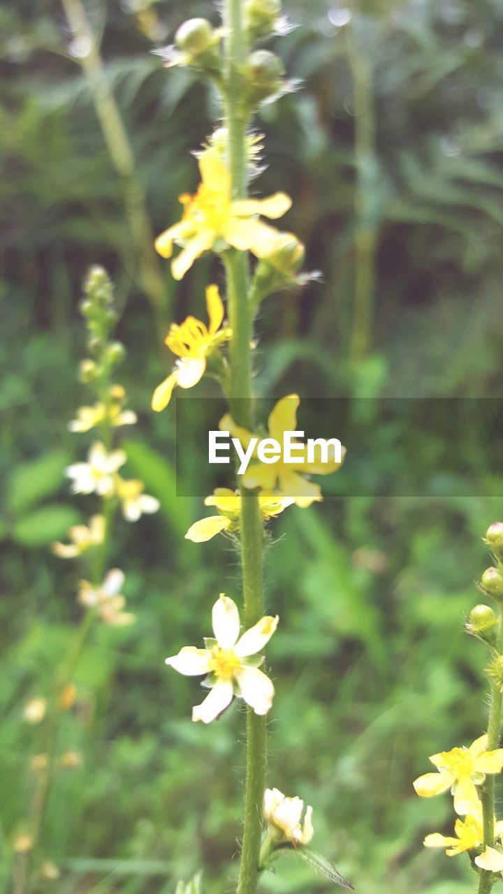 CLOSE-UP OF YELLOW FLOWERS BLOOMING