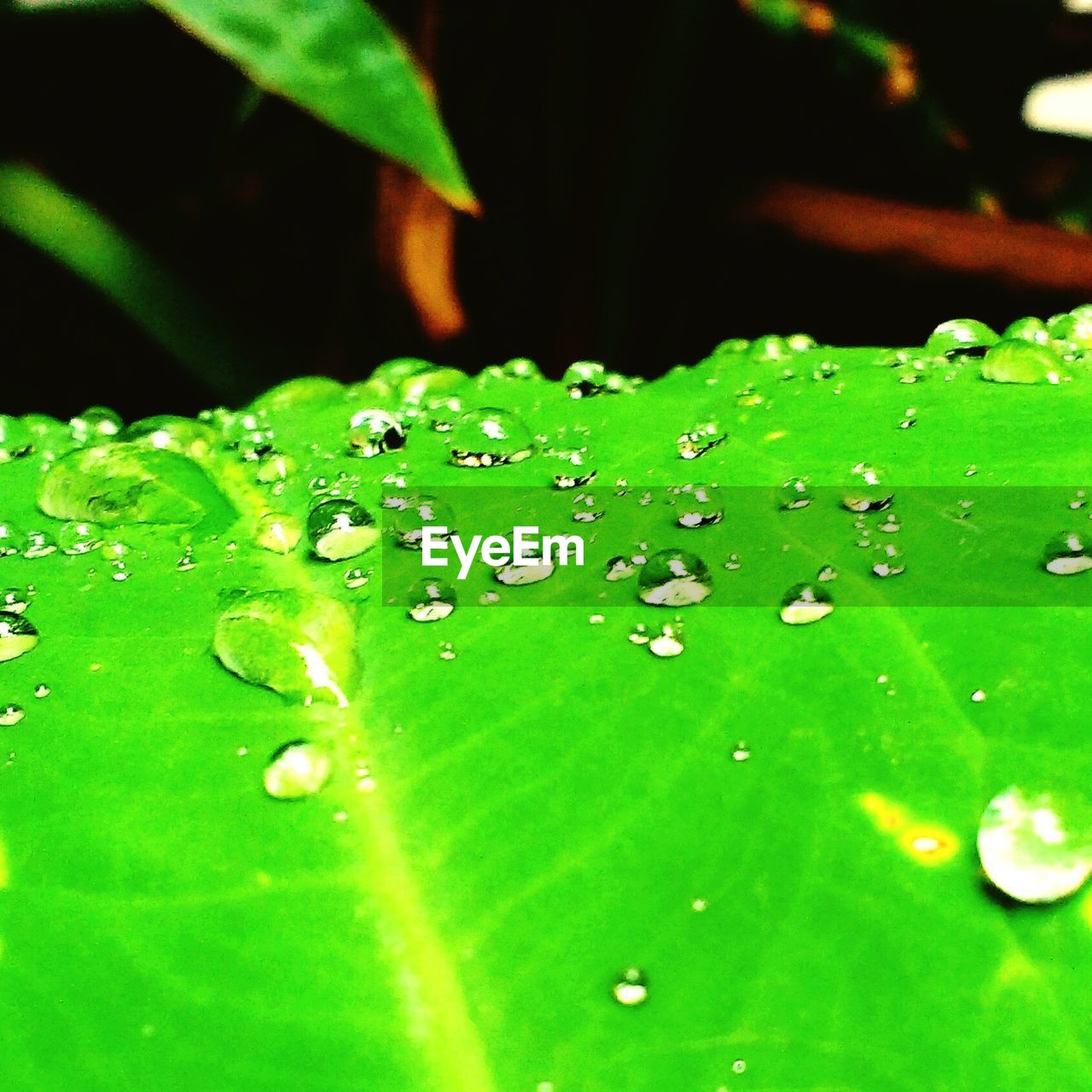 DEW DROPS ON LEAVES