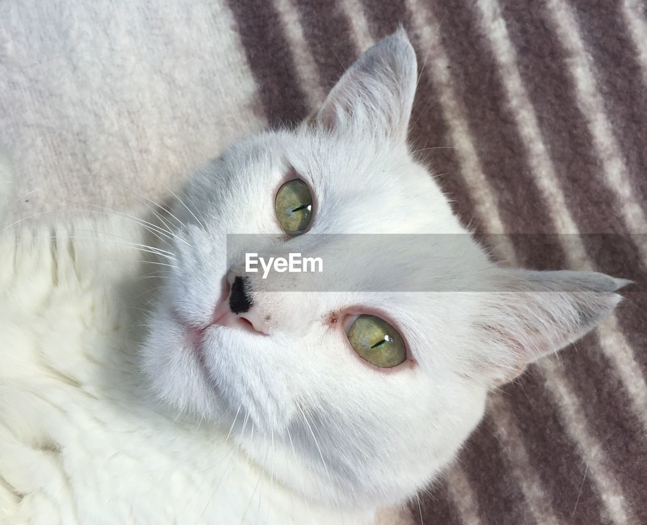 Tilt portrait of white cat