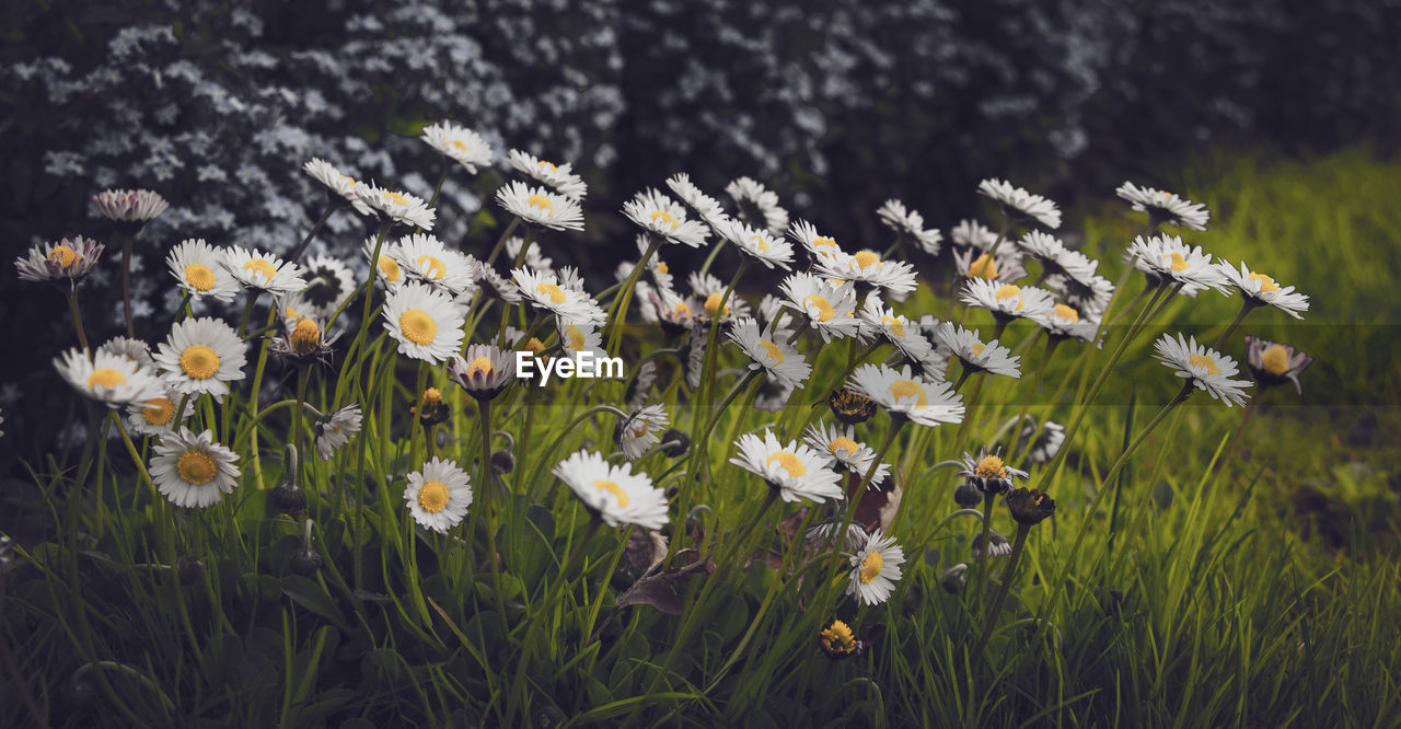CLOSE-UP OF WHITE FLOWERING PLANTS