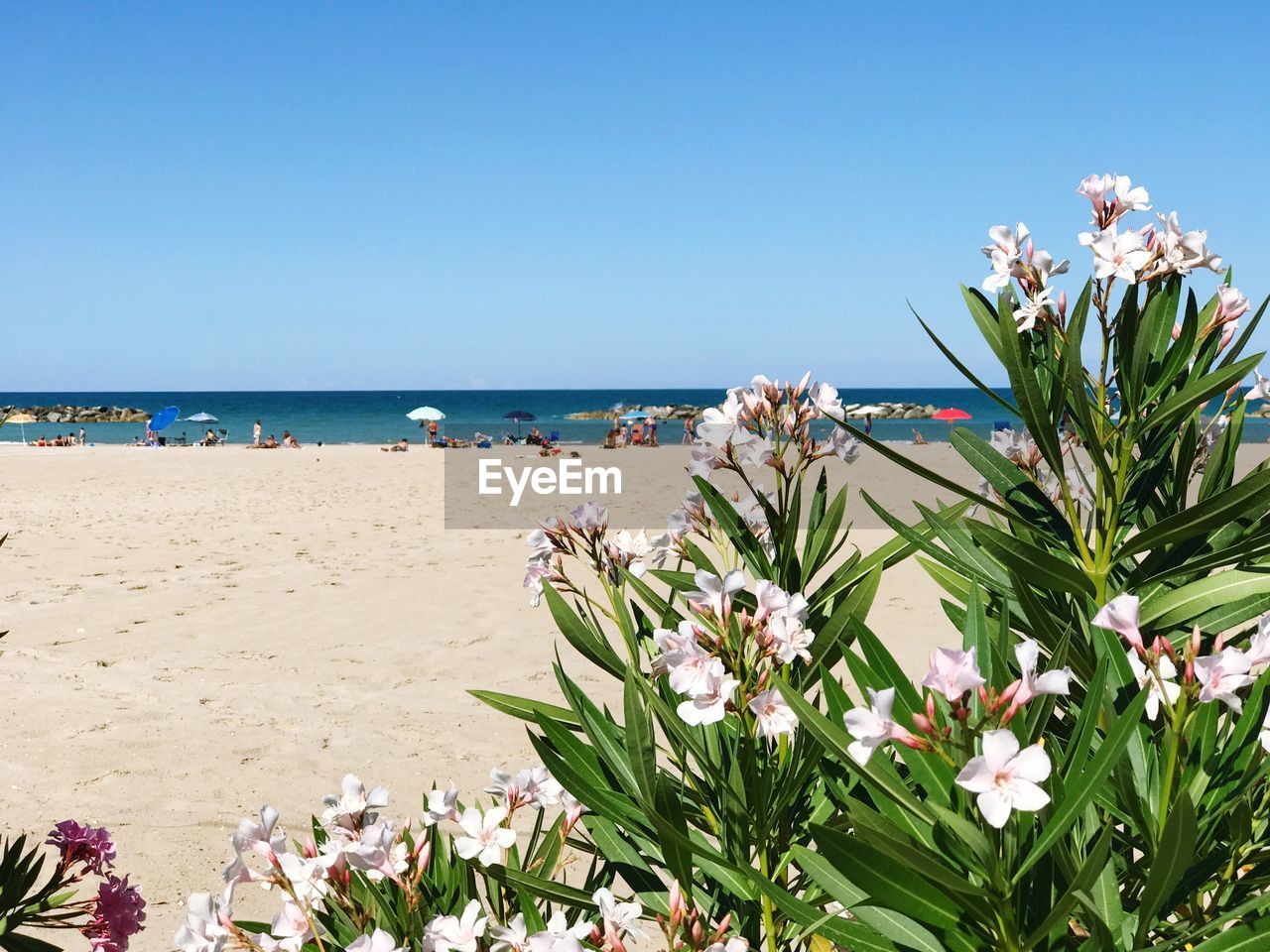 Close-up of flowers on beach against clear blue sky