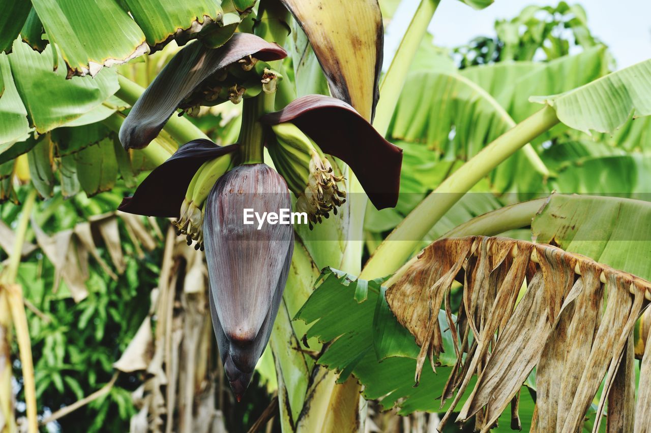 Close-up of green leaves and banana's flower