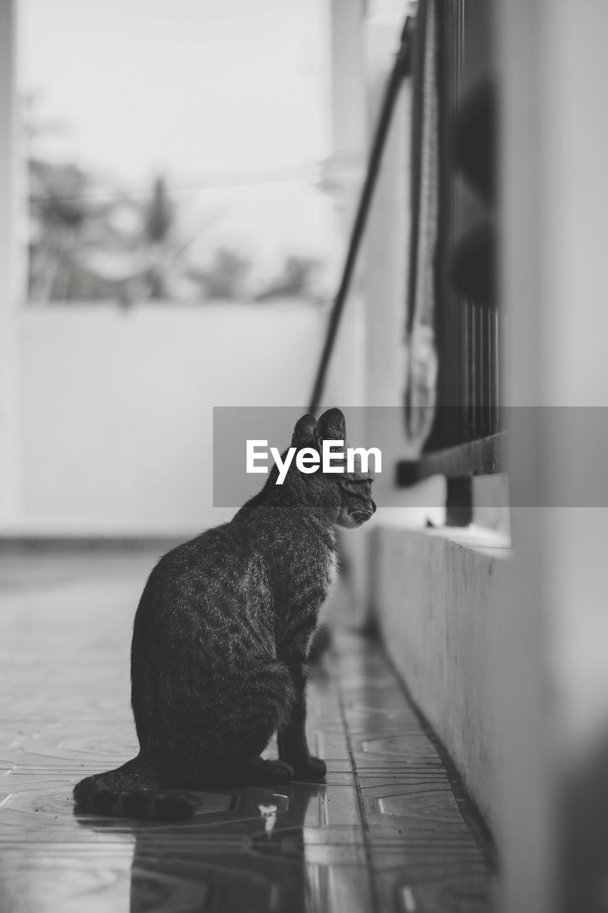 View of cat