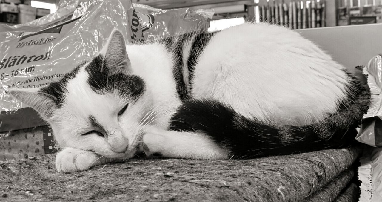 Close-up of cat relaxing outdoors