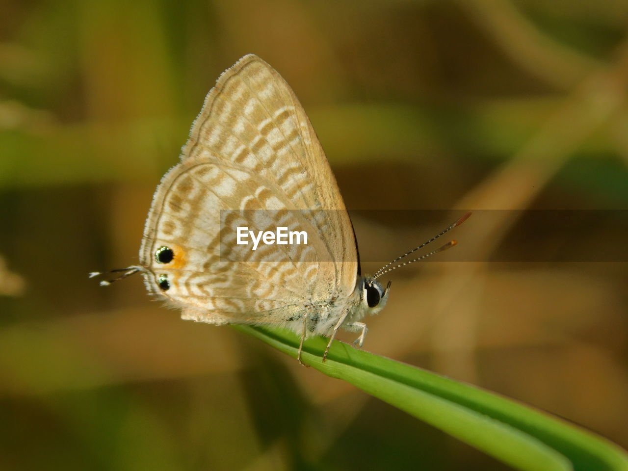 CLOSE-UP OF BUTTERFLY ON PLANT