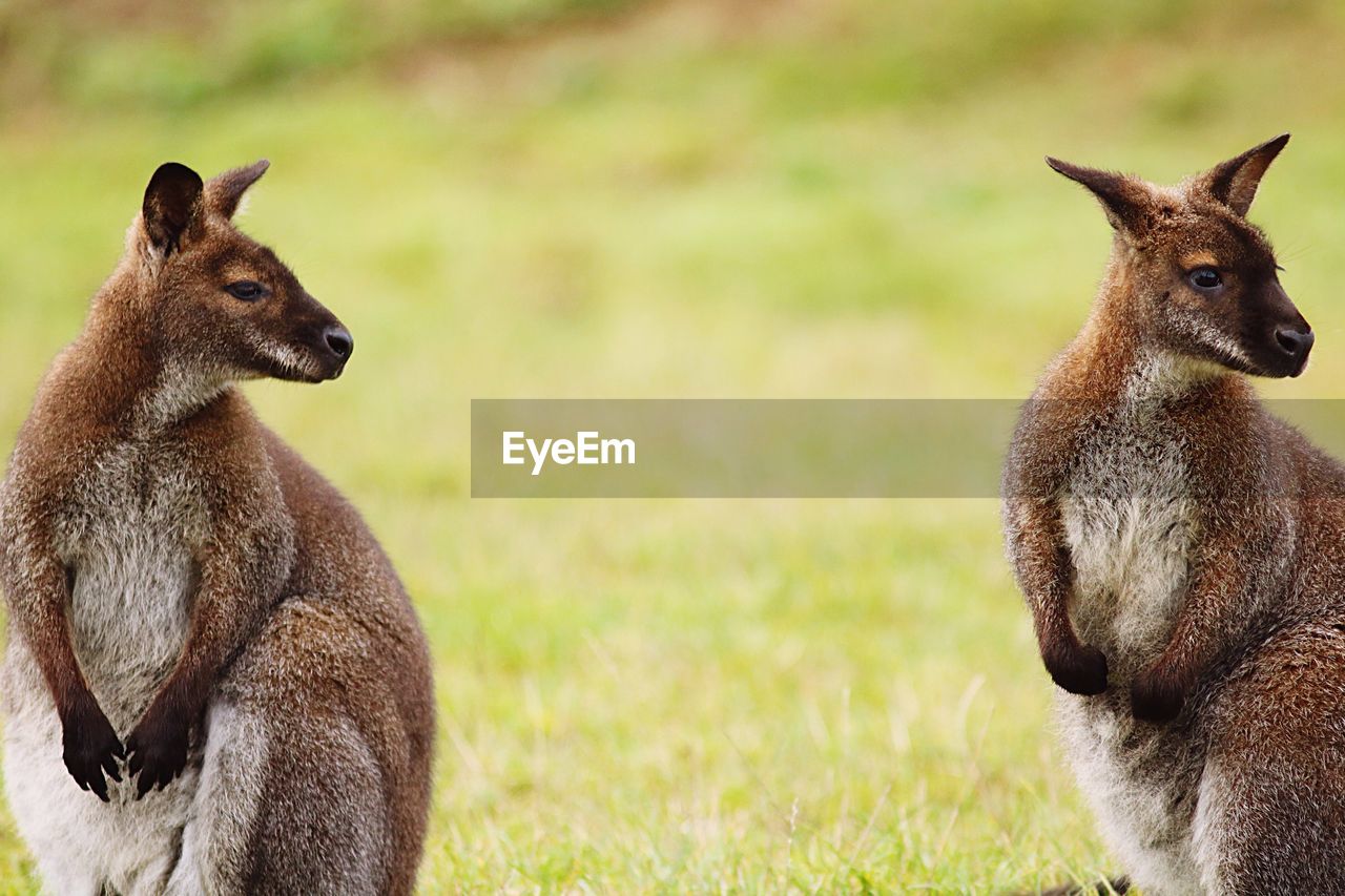 Kangaroos looking away against blurred background