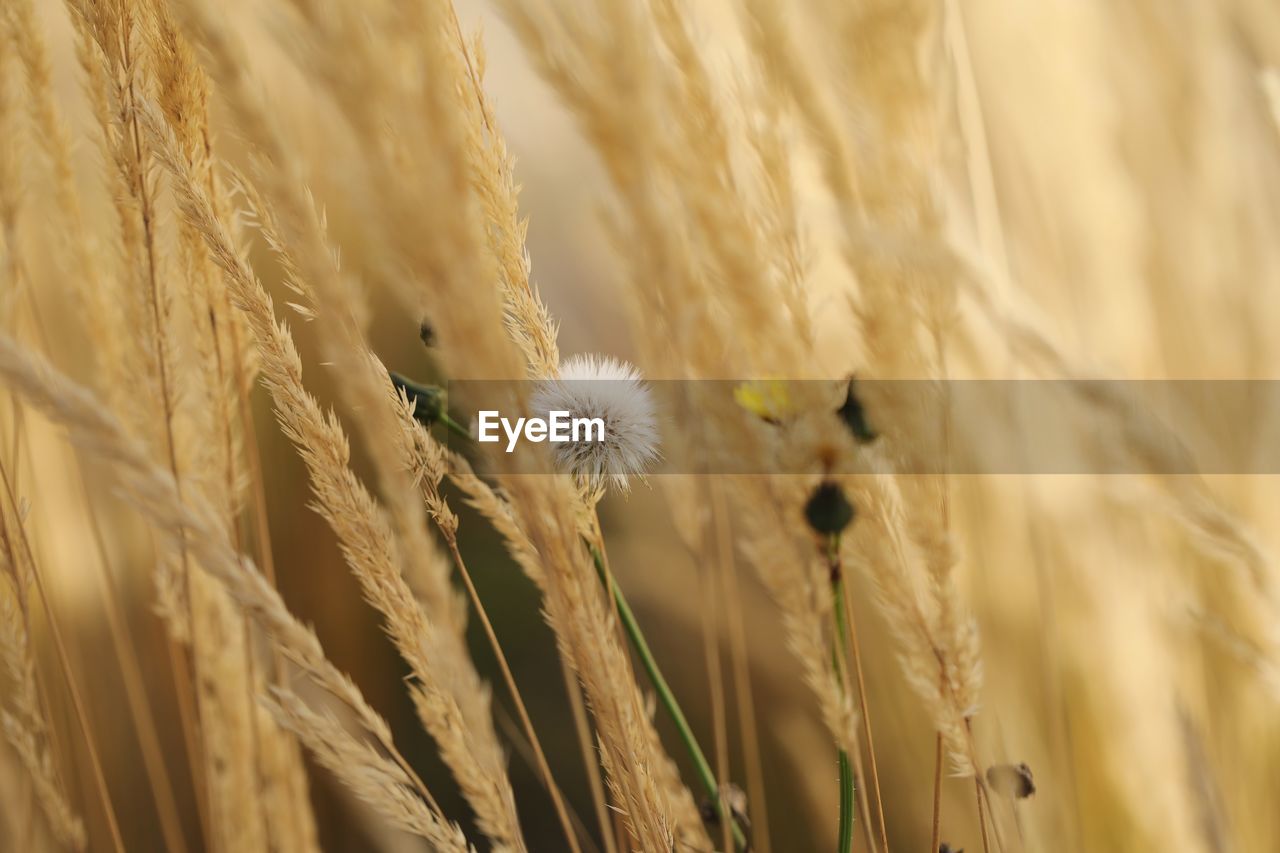 CLOSE-UP OF WHEAT CROP